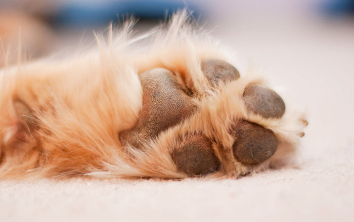 CBD Öl für Hunde. Natürliche Beruhigung bei Stress und Unruhe.