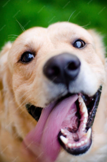 Mundgeruch & Zahnstein beim Hund. Ursachen und natürliche Hilfe