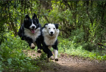 Probiotika für Hunde – Darmflora aufbauen und Verdauung natürlich unterstützen